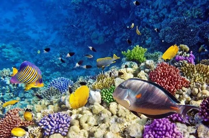 Coral reef at Nosy Tanikely