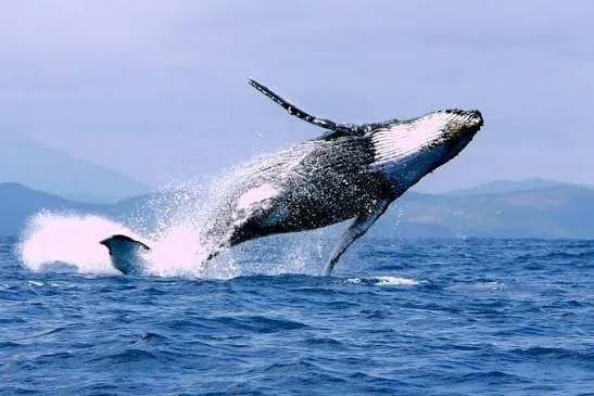 Humpback whale breaching