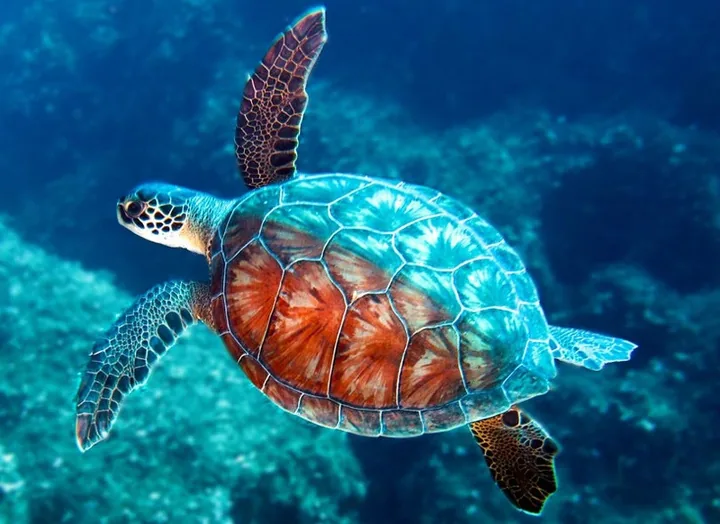 Sea turtle in the Indian Ocean