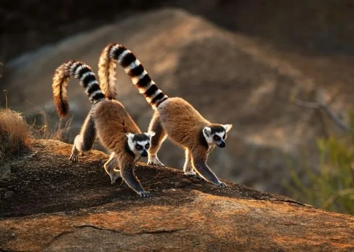 Ring-tailed lemurs at Lokobe